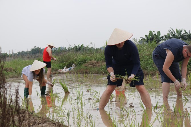 Wet Rice Culture Tour Hanoi - Traditional Farming Techniques