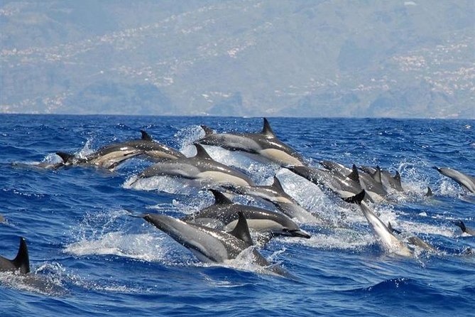 Whale and Dolphin Watching in Calheta, Madeira Island - Good To Know