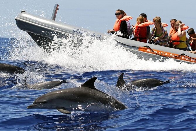 Whale and Dolphin Watching Tour From Funchal