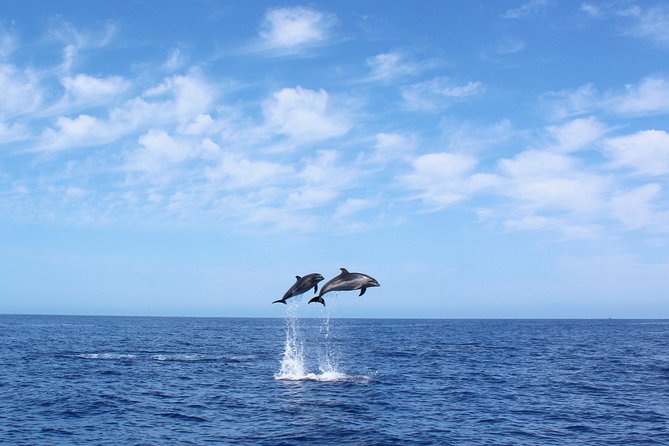 Whale and Dolphin Watching Tour in Madeira - Good To Know