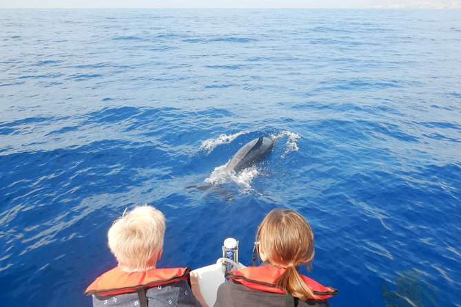 Whale, Dolphin and Turtles Watching - Good To Know