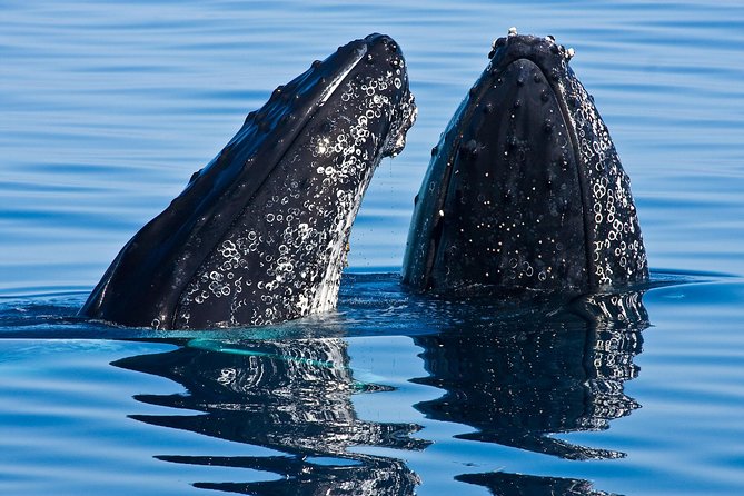 Whale & Dolphin Watching Cruise in Puerto Vallarta All Inclusive - Good To Know