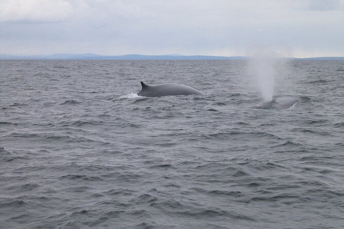 Whale & Dolphin Watching Tour