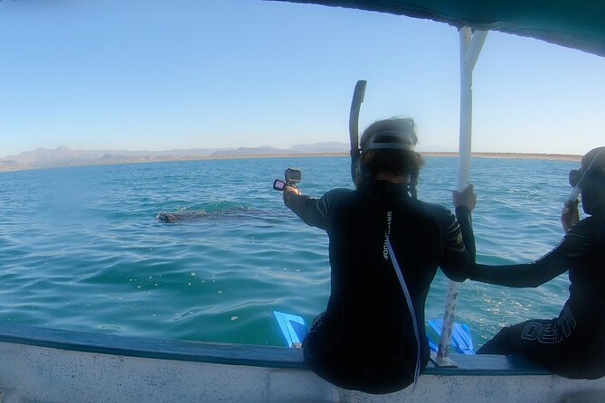 Whale Shark 3-Hours Tour in La Paz