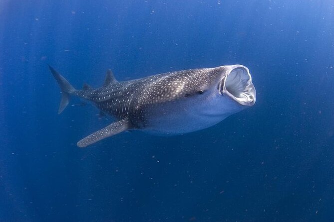 Whale Shark Experience From Playa Del Carmen - Good To Know