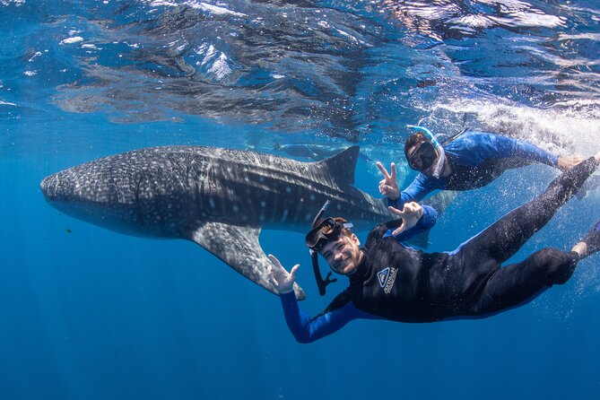 Whale Shark Safari