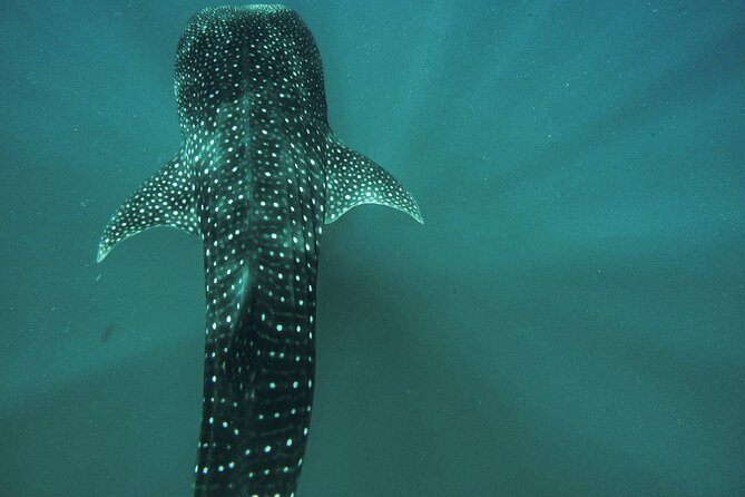Whale Sharks Sea Lions Nature - Espiritu Santo Archipelago