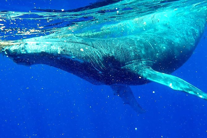 Whale Tour – Observe and Swim With Whales