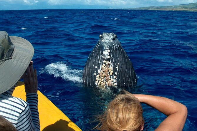Whale Watch Adventure Aboard Mauis Only Luxury Super Raft