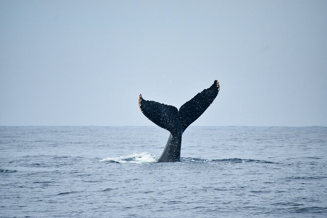 Whale Watching - Good To Know