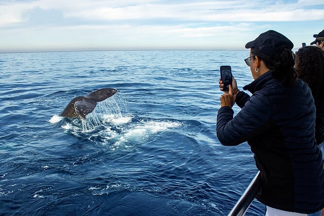 Whale Watching Adventure In Puerto Vallarta
