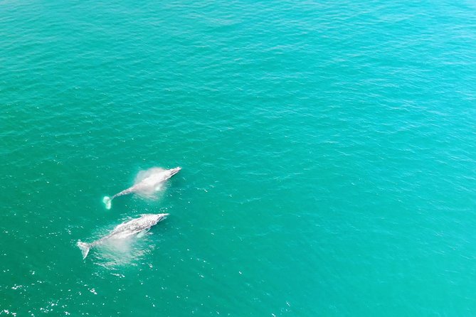 Whale Watching and Fishing Combination Excursions