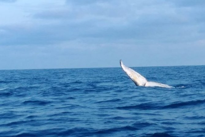 Whale Watching Boat Tour in Geraldton - Good To Know