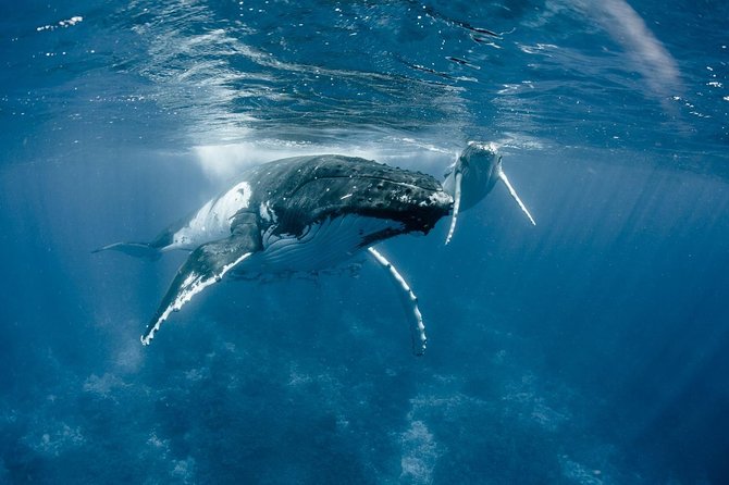 Whale Watching Bora Bora - Good To Know