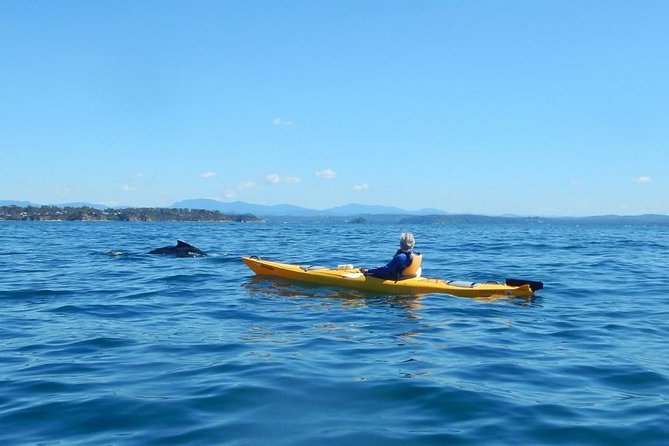 Whale Watching by Sea Kayak in Batemans Bay - Good To Know