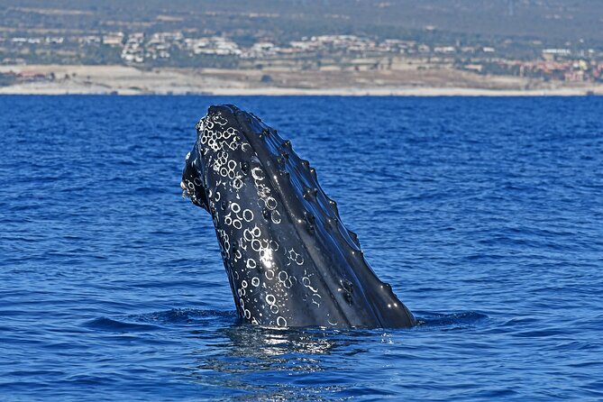 Whale Watching by Zodiac in Cabo San Lucas With Photos Included