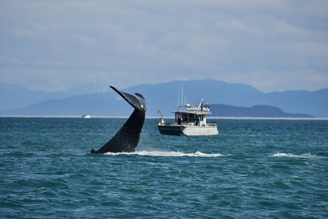 Whale Watching Charters Through Icy Strat Alaska - Good To Know