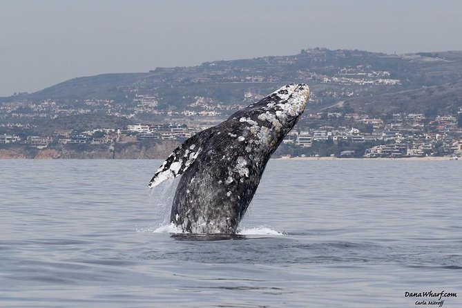 5 Best Whale Watching Experiences In Dana Point