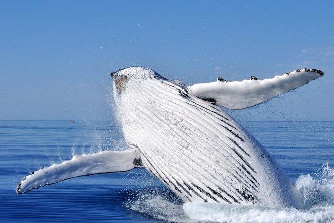 4 Best Whale Watching Experiences In Busselton