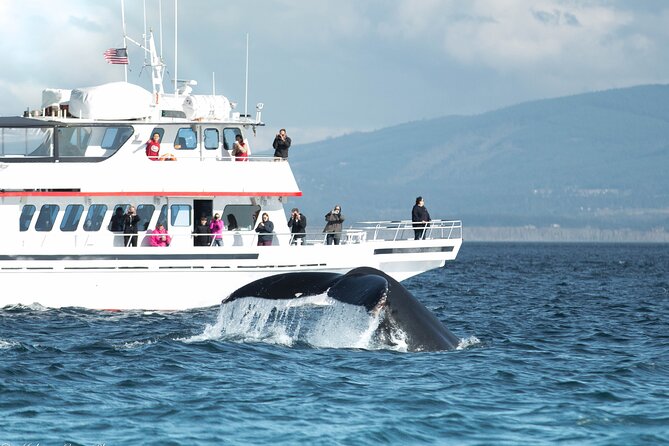 Whale Watching From Friday Harbor - Good To Know