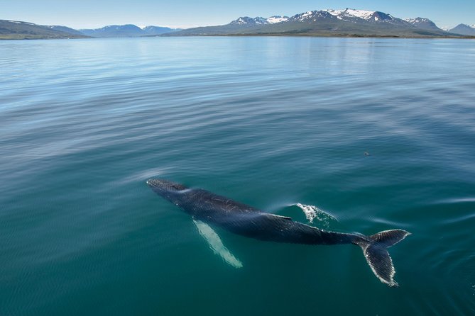 Whale Watching From the Heart of Akureyri - Good To Know