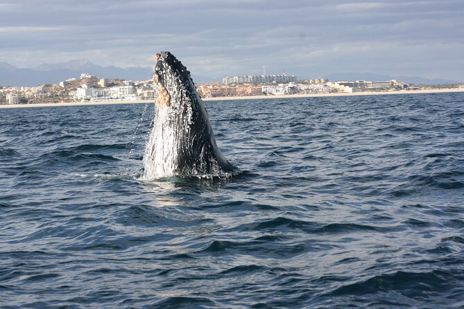Whale Watching Group Tour in San Jose Del Cabo - Good To Know