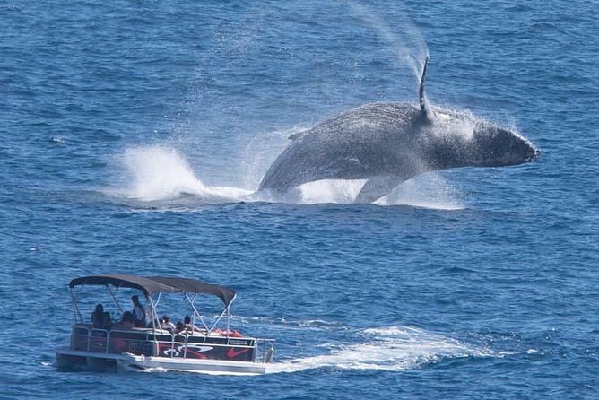 Whale Watching in Cabo San Lucas on Board Our Luxury Trimaran! - Good To Know