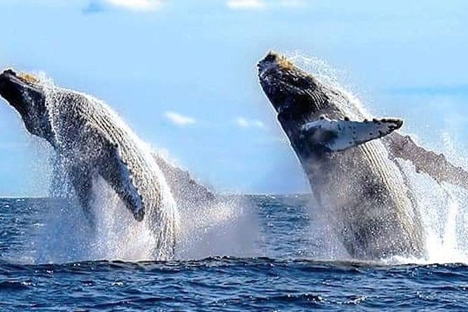 Whale Watching Kelly - Good To Know