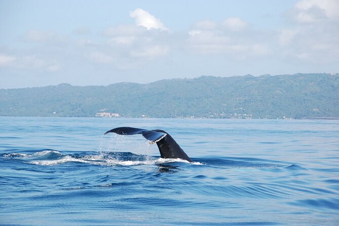 Whale Watching & Limón Waterfall Day Trip - Good To Know