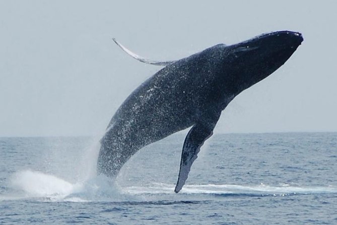 Whale Watching On The Big Island