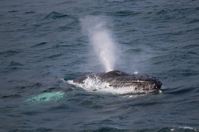 Whale-Watching Tour From Reykjavik