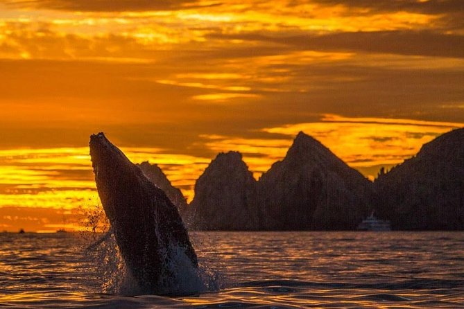 Whale Watching Tour in Los Cabos