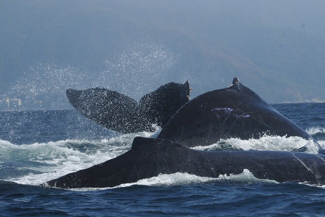 Whale Watching Tour Leaded by Biologist at 1 Pm