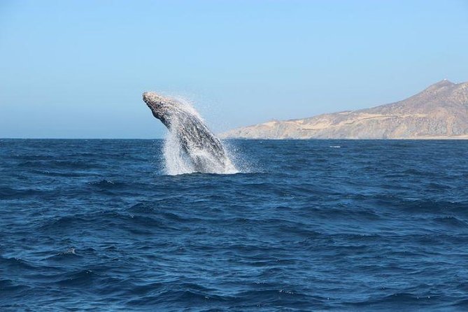 Whale Watching Tour on a Pontoon Experiencing the Most Magical Gift of Nature! - Good To Know