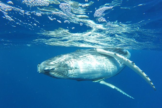 5 Best Whale Watching Experiences In Bora Bora