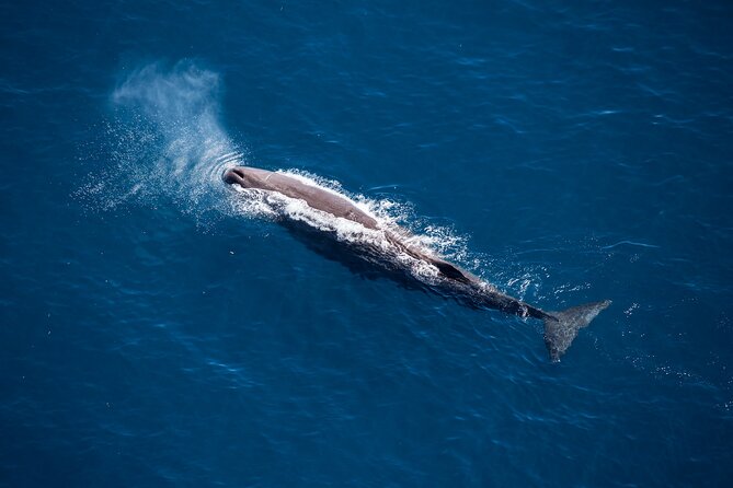 Whale Watching Ultimate Adventure Tour - Good To Know