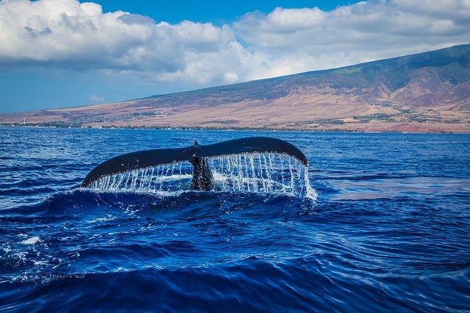 Whale Watching - Good To Know