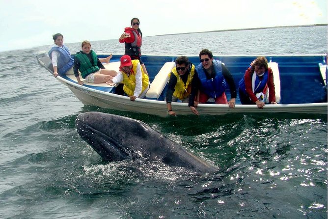 Whales Tour From La Paz
