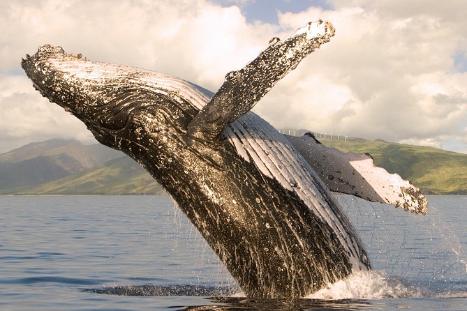 Whalewatch Sail Deluxe Tour From Maaleae