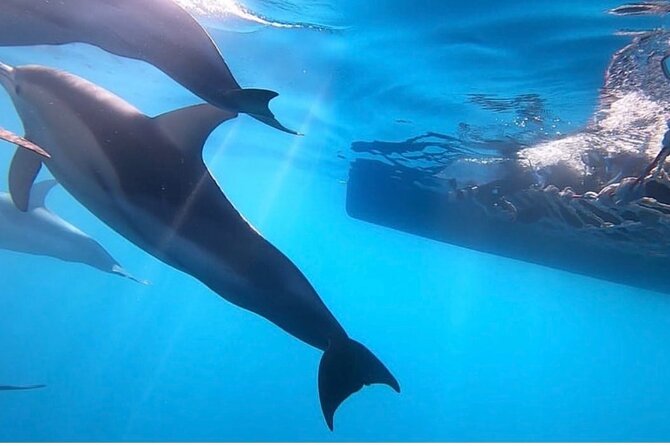 Wild Dolphin Swim Cruise - Good To Know