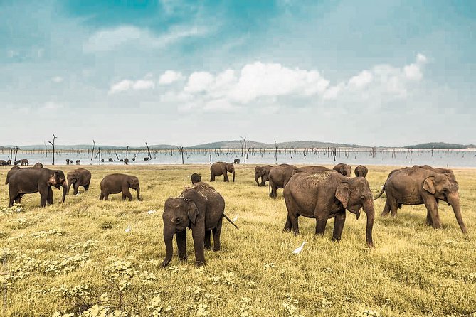 Wild Elephant Private Safari From Minneriya
