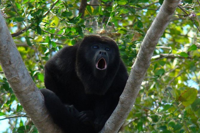 Wild Monkey Tour (Private, Half Day)