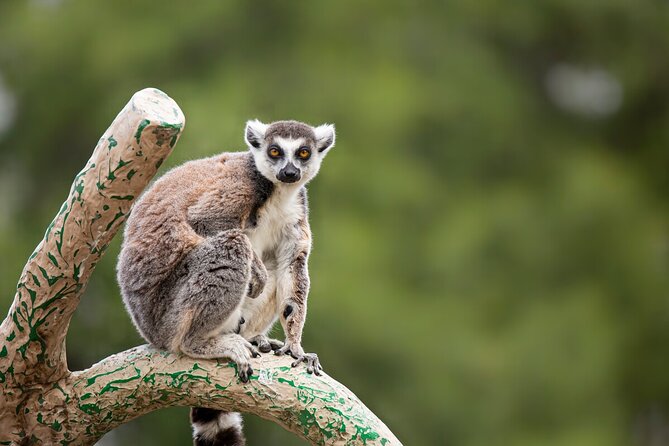 Wild Tales Rise & Shine at Melbourne Zoo - Overview and Details