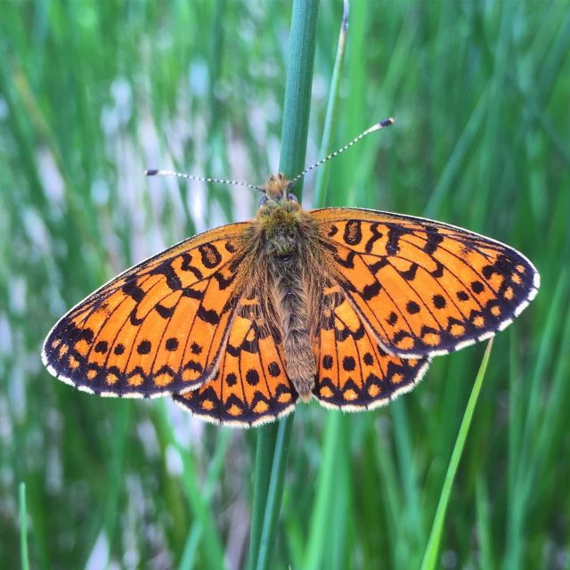 Wilder Skies – Somerset Nature Tours