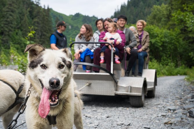 Wilderness Dog Sled Ride and Tour in Seward - Good To Know