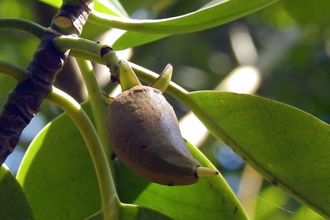 Wildlife at Sungei Buloh Wetland Reserve - Good To Know