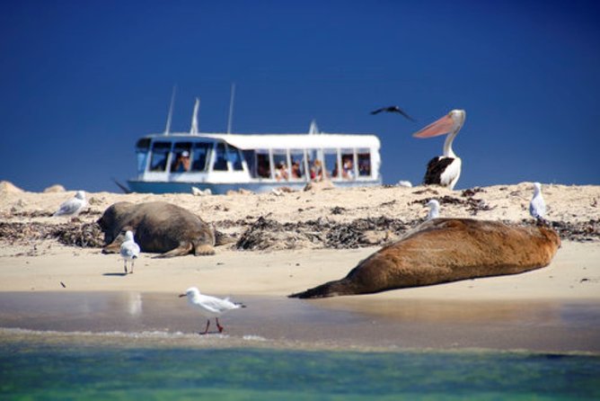 Wildlife Cruise of Shoalwater Islands With Penguin Feeding - Perth