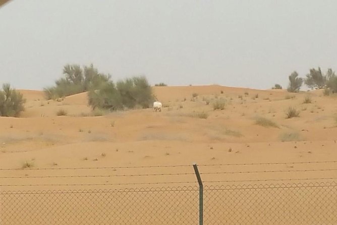 Wildlife Desert Safari Tour Dubai - Good To Know