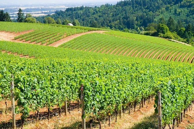 Willamette Valley Wine Tour With Lunch - Good To Know