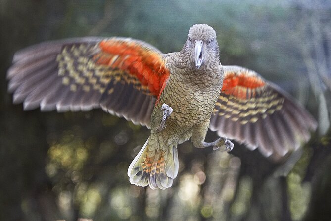 Willowbank Wildlife Reserve Day Entry - Good To Know